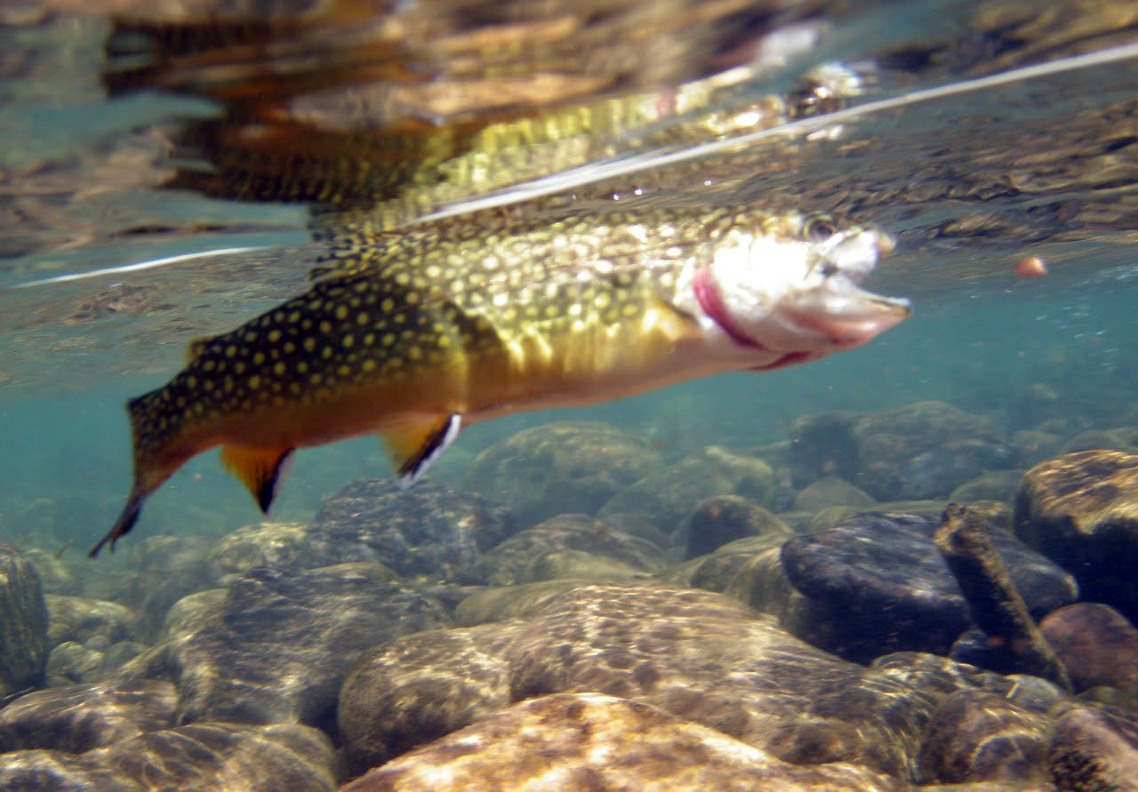 Dry River Shenandoah Valley Trout Unlimited