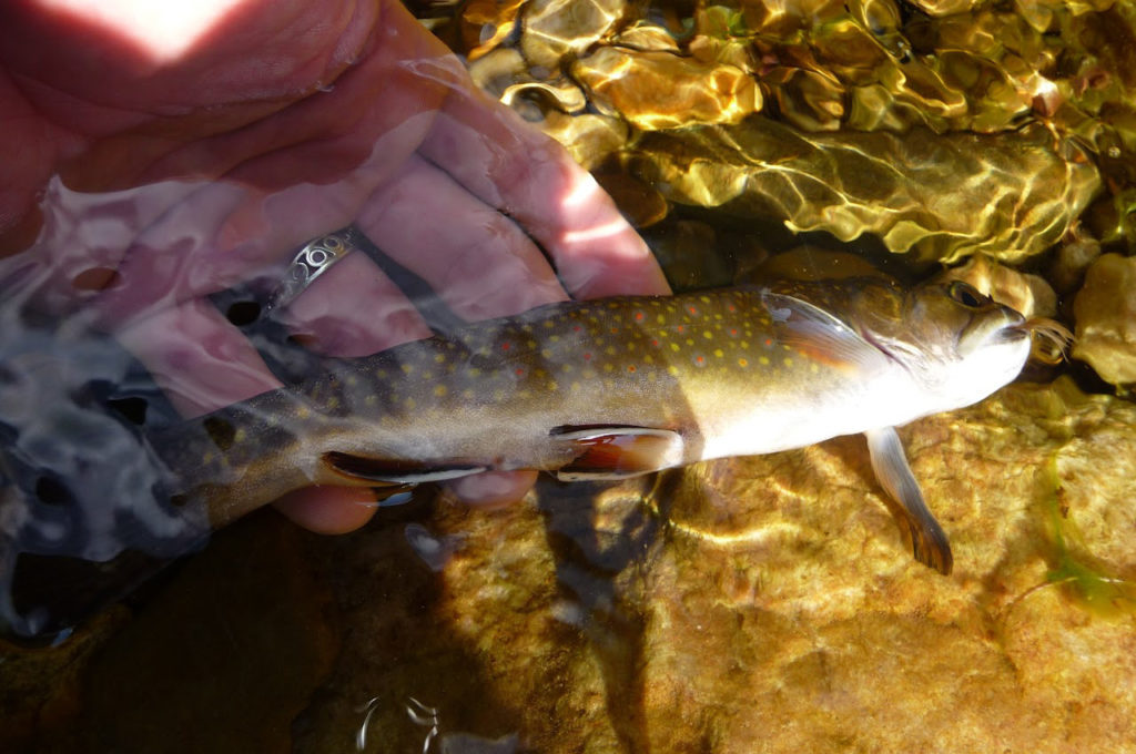 St. Mary's River Trout Photo