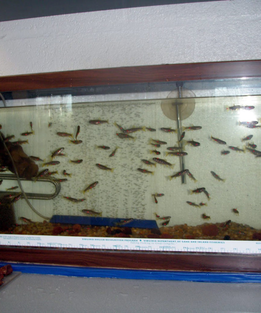 Trout in the Classroom Shenandoah Valley Trout Unlimited