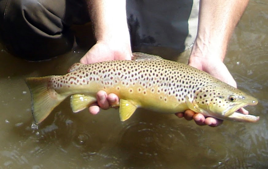 Upper South River SRA Trout Photo