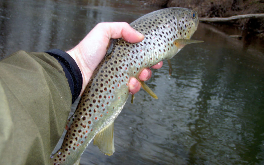 Upper South River SRA Trout Photo